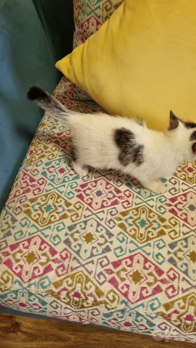 Отдам в добрые руки котенка