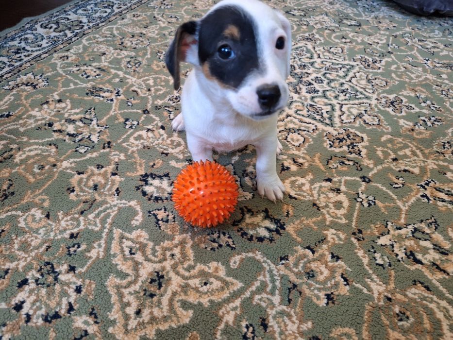 Jack Russell Terrier