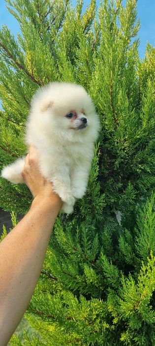 Померан момчета ..