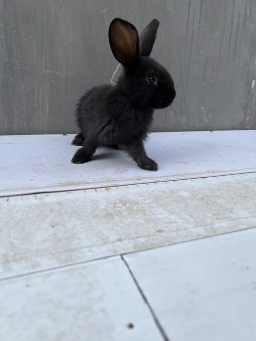 Velikan quyon sotiladi