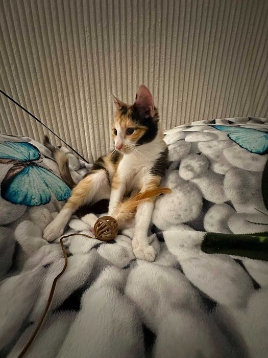 Pisica calico Kiri /adoptie responsabila