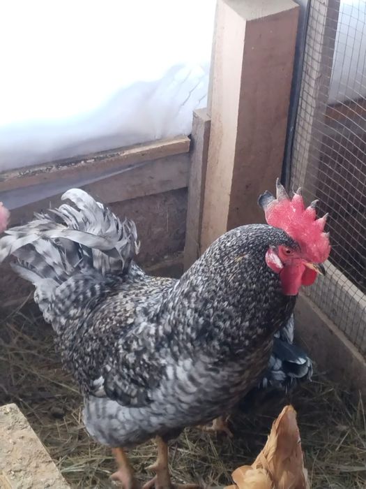 Продам домашний питух