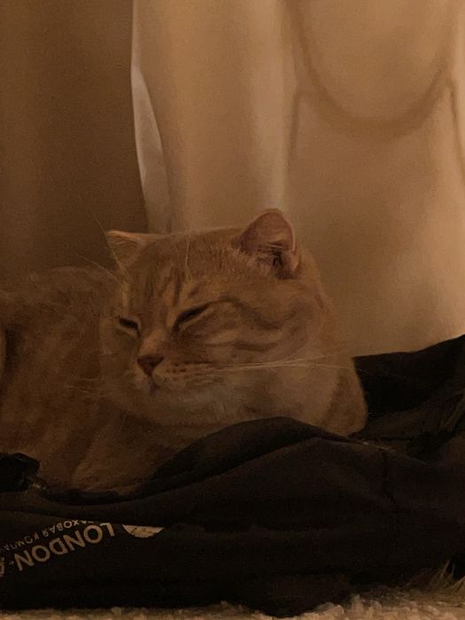 Шотландец, вислоухий кот