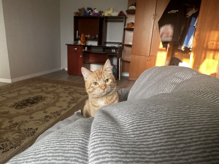 отдам кота в добрые руки