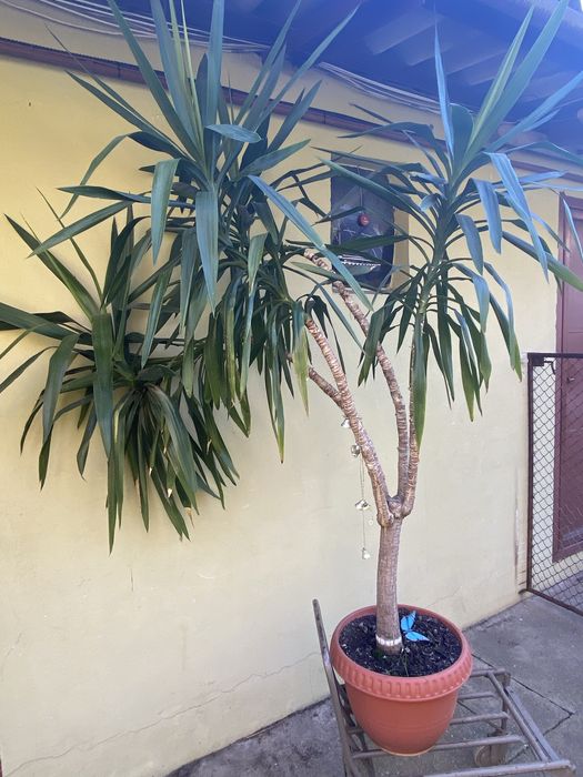 Yucca de vanzare 600 lei.