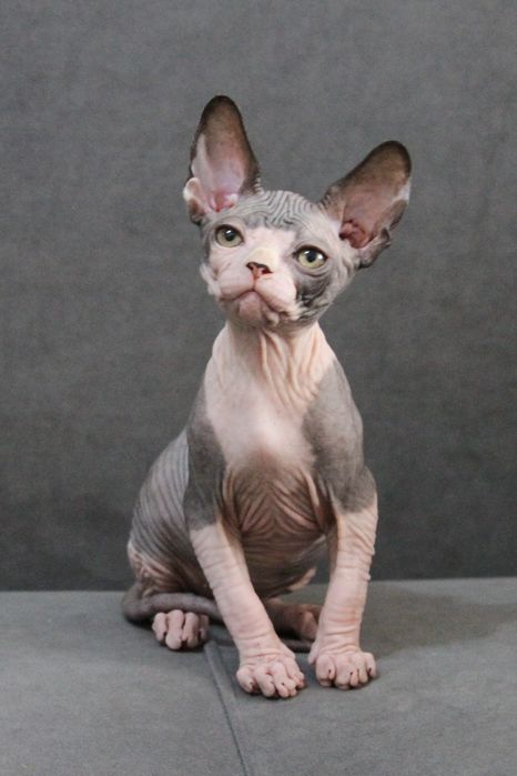 Сфинксы из профессионального питомника