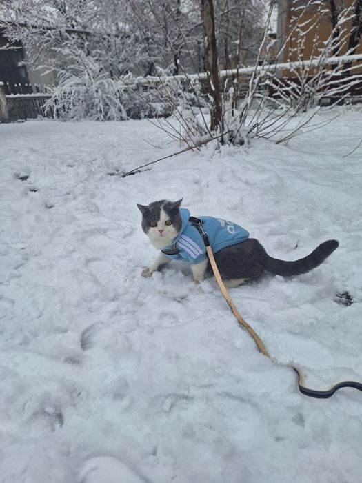 Кот на ВЯЗКУ срочно 300 тысяч или договор.