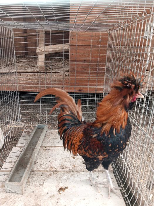 2 Cocosi paduana caramizie. Pret 100 lei/buc.