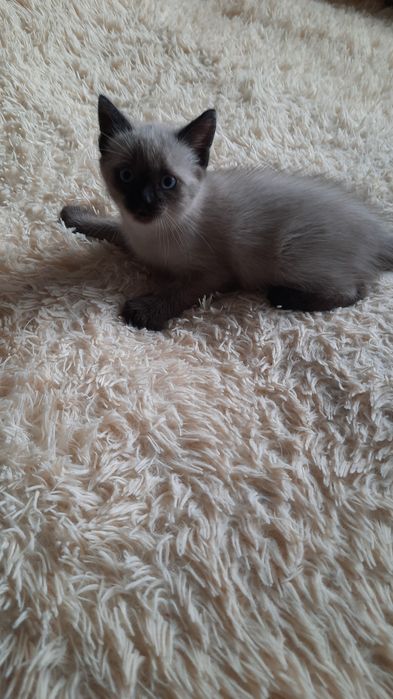 Отдам котёнка в добрые руки