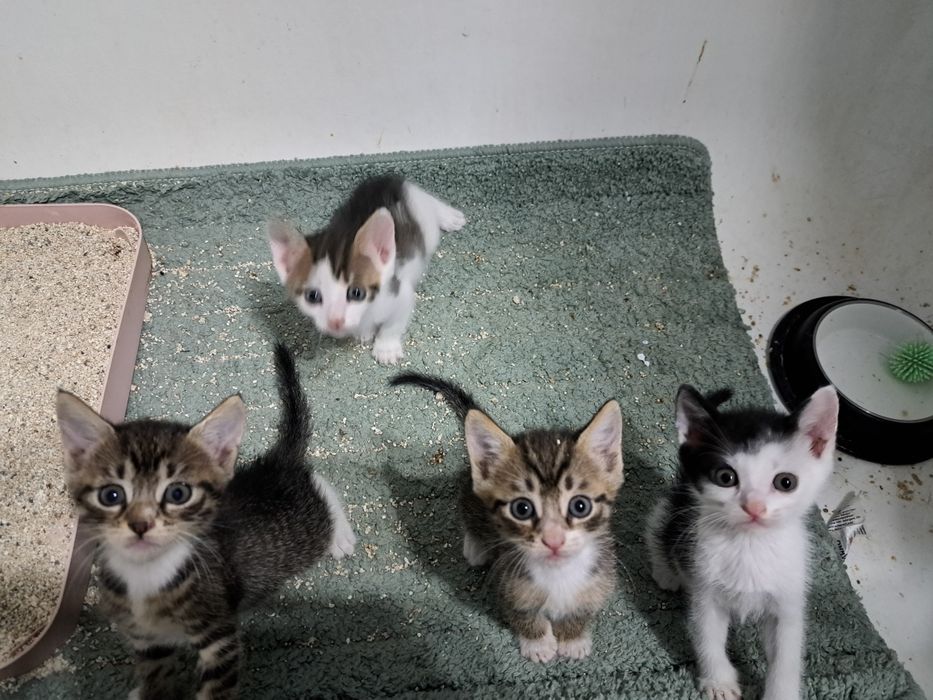 Orfani sunt 4 pisoiași de 1 luna, urgent adapost Bucuresti