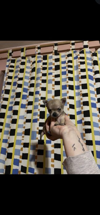 Мини чихуахуа.