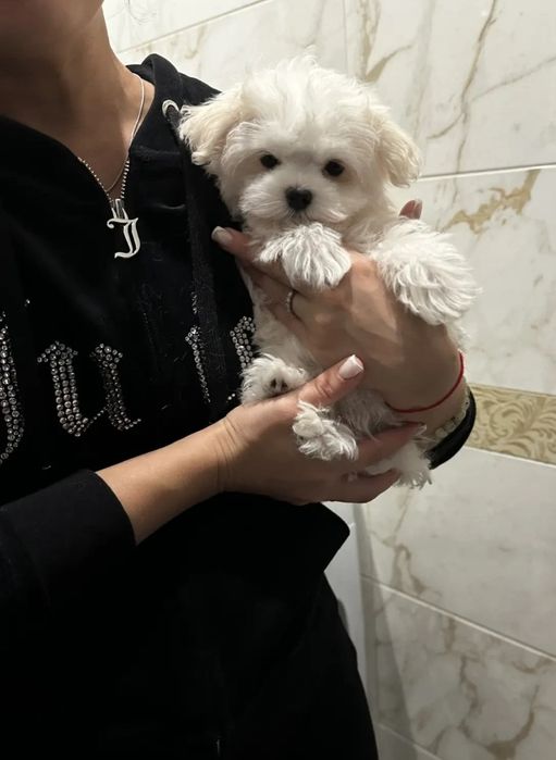 Продаются корейские лупо глазные чистокровные 200%  мальтезе