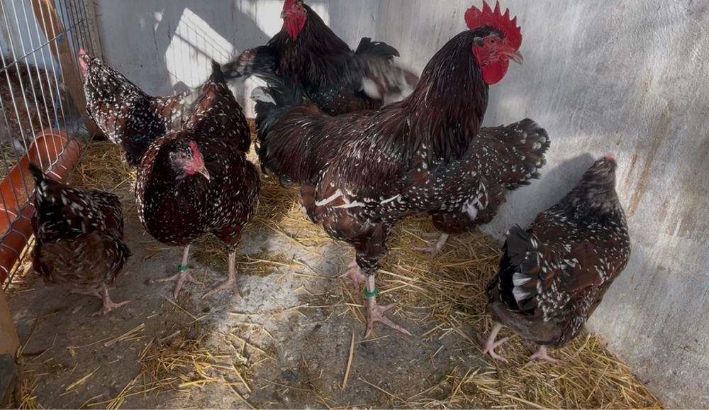 Oua incubat Sussex / Susex  portelan