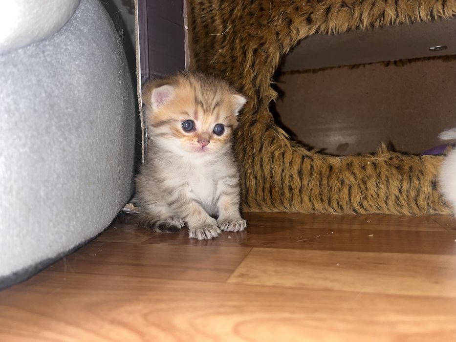Котята Британские Бронь!
