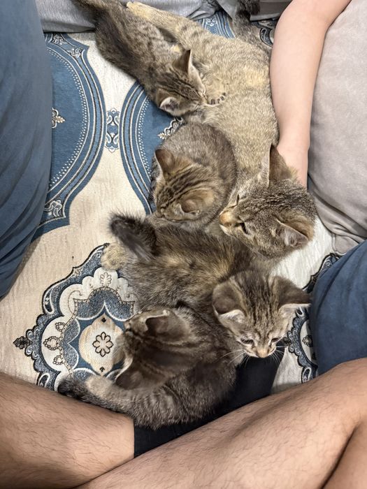 Домашние Котики