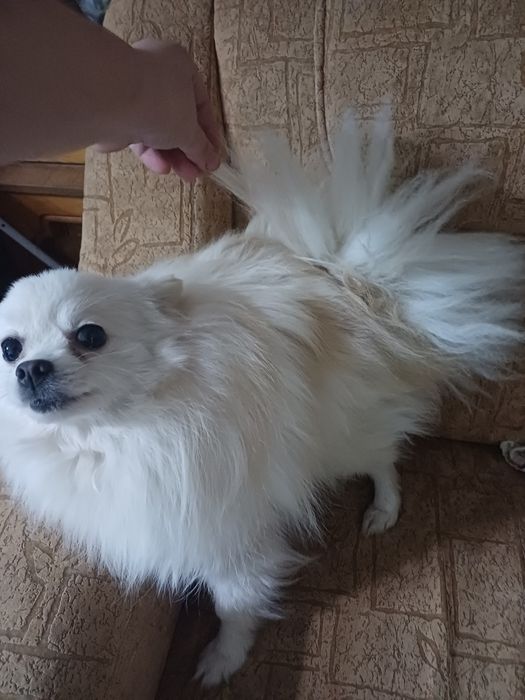 Мальчик в добрые руки