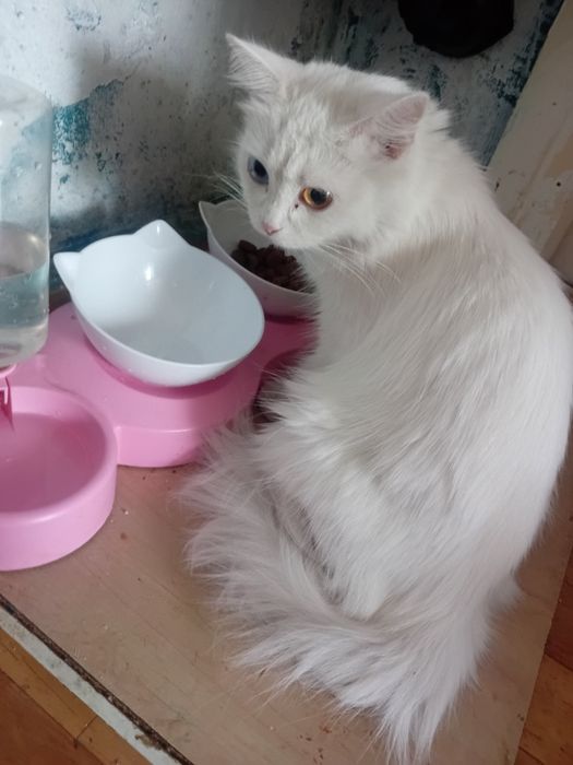 Кошка в добрые руки