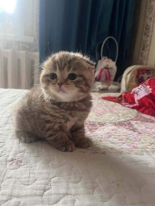 Шотландские котята