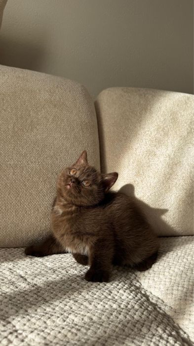 Котенок шотландский скоттиш