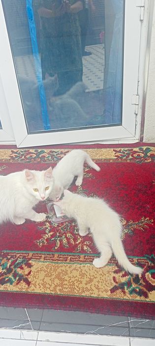 Котята двухмесячные