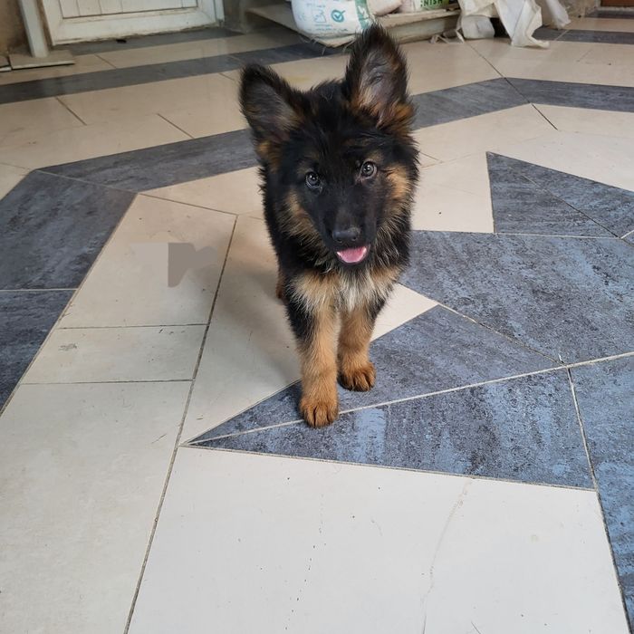 Щенки Немецкой Овчарки