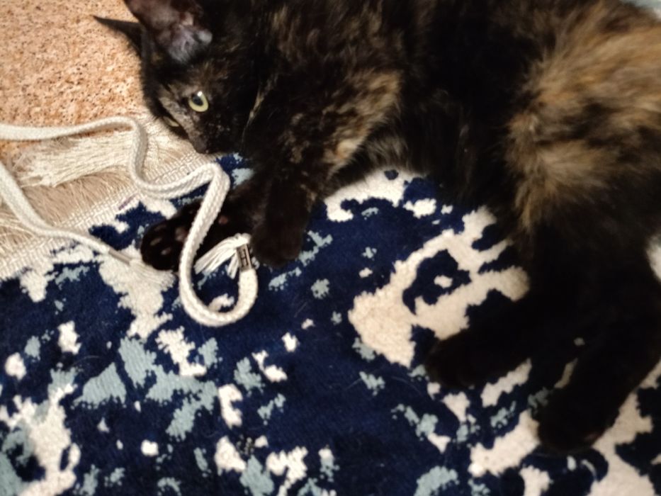 Котенок хорошие руки