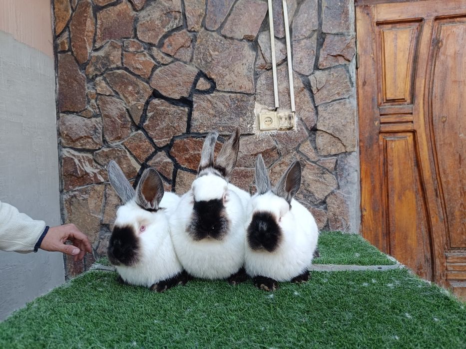 Евро Калифорния куйонлари