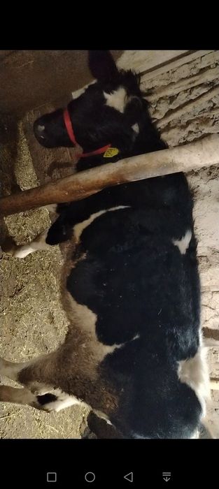 Гунажин сотилади