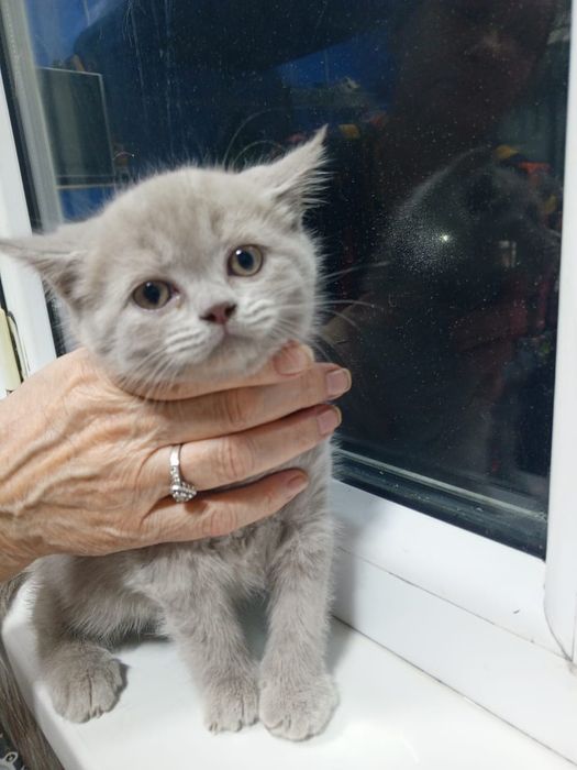 Продаётся британский котёнок