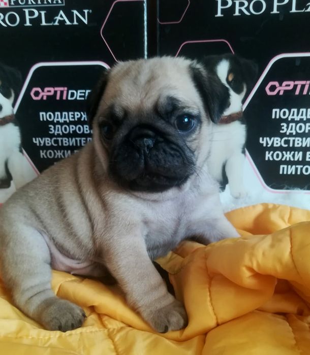 Щеночки Мопса с документами