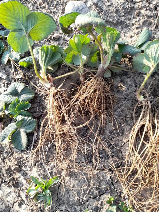 Stoloni căpșuni albion