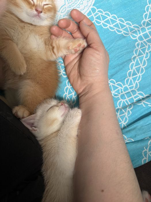 Skotsh strayt ikki oylik latok biladi ovqat yeydi juda aqilli