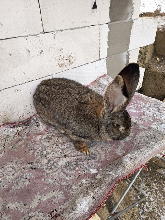 Vând sau schimb mascul de urias german