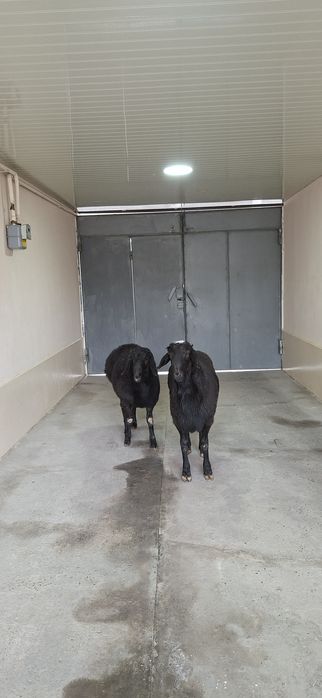 Qo‘zi qo‘chqorlar sotiladi.