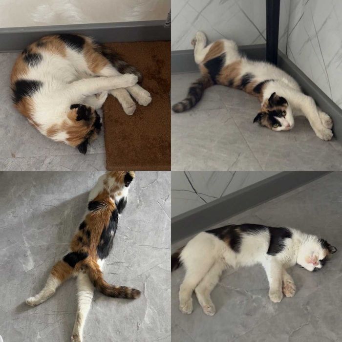 Вислоухая кошка бесплатно