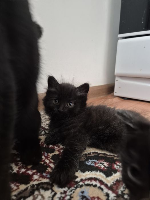 Котёнок маленькие