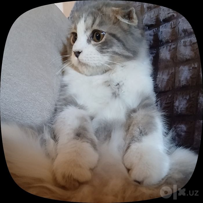 Пушистый Скоттиш фолд