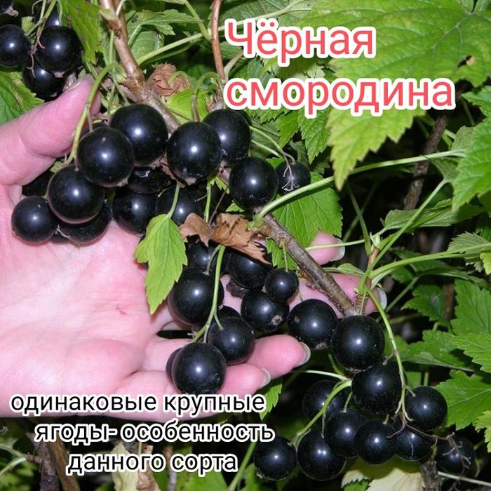 Дача недорого сад Здоровье