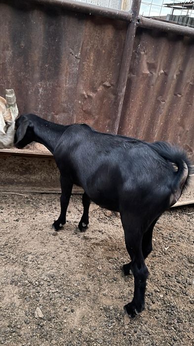 Продается козленок породистая