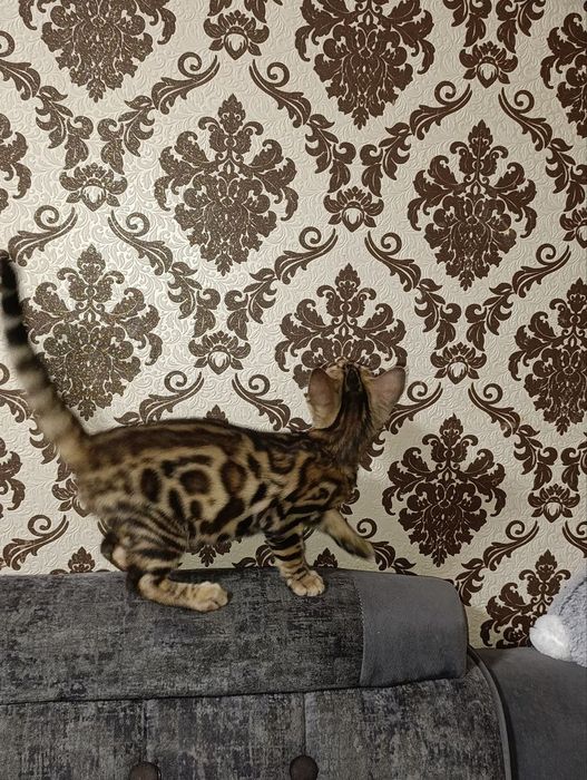 Продаются Бенгальские котята