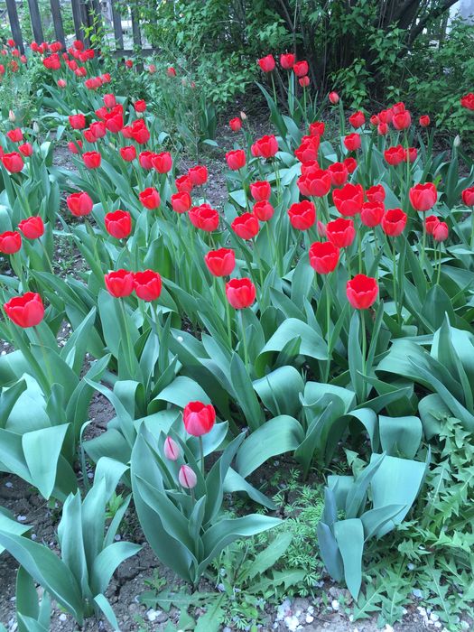 Продам тюльпаны местные