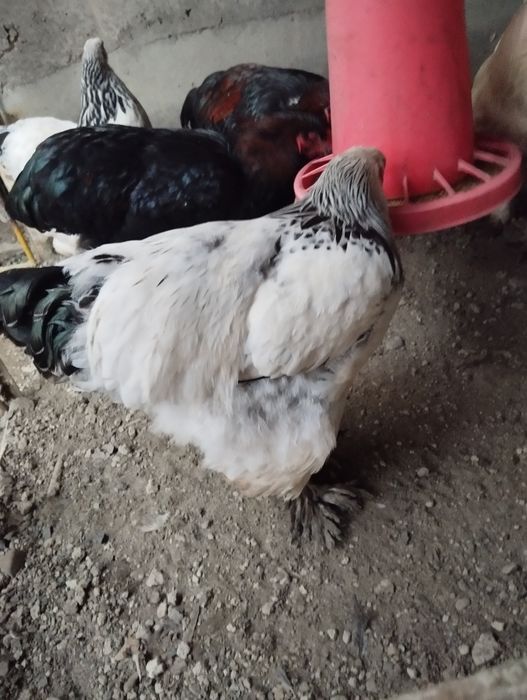 Светлый  палевый хурозла сотилади