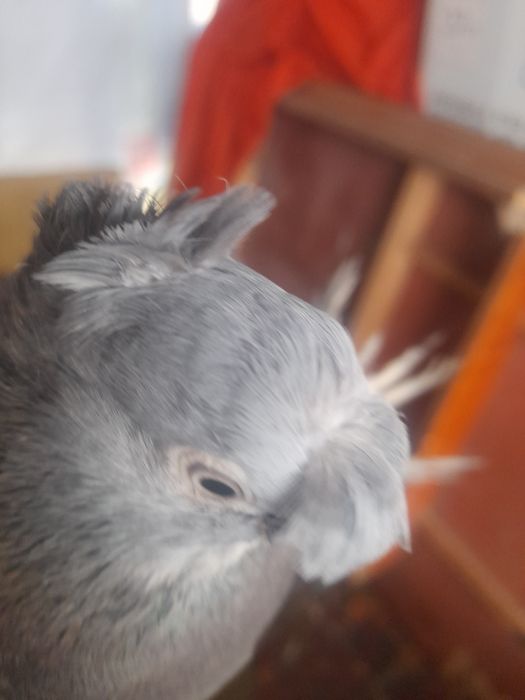 Голуби сизые пара