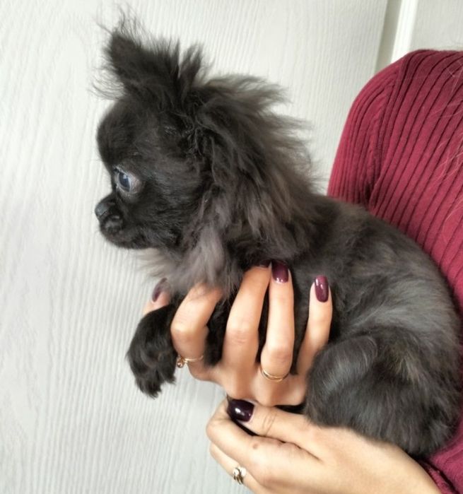 Кобель Чихуахуа для вязки.