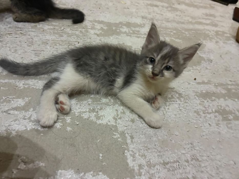отдадим котят в добрые руки