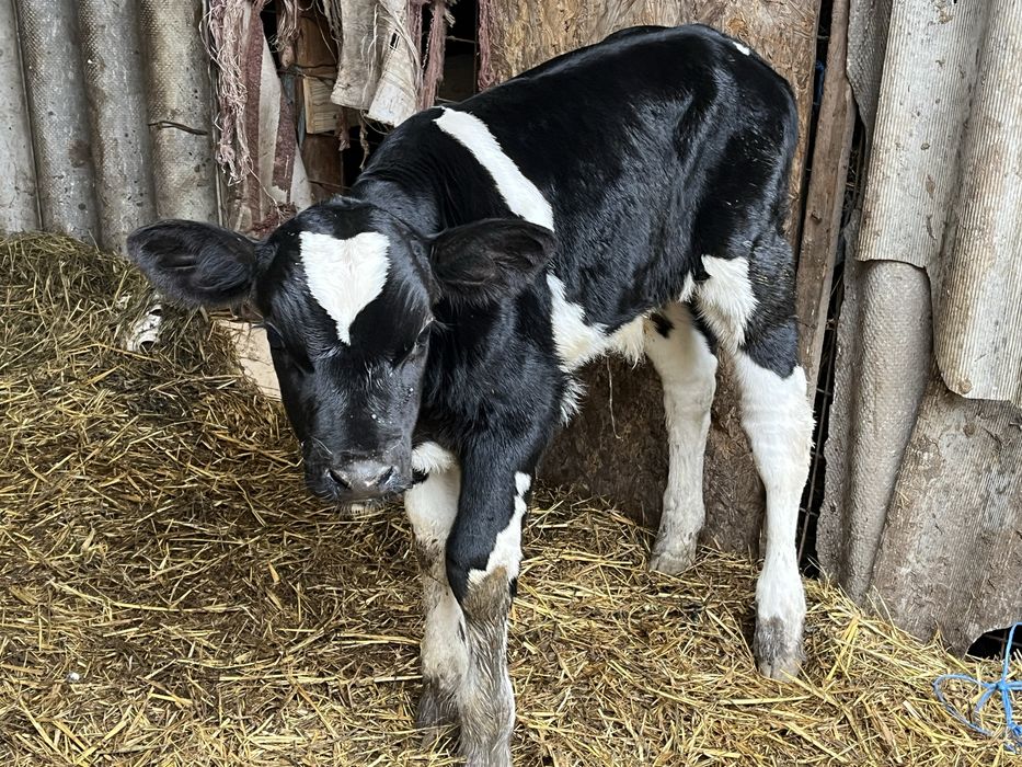 6 vitei de rasa 2 femele si 4 taurasii