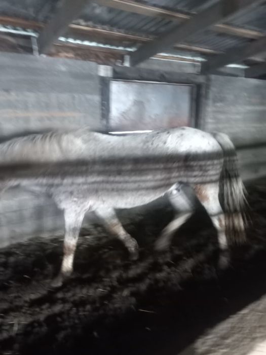 Шұбар айгыр сатылады