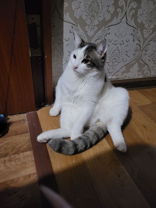 Отдам красивого кота