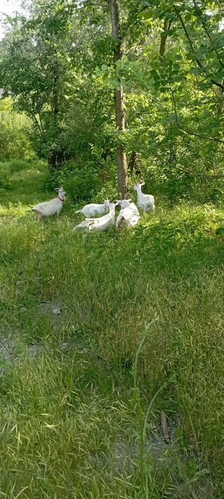 De vinzare 3 capre sanen