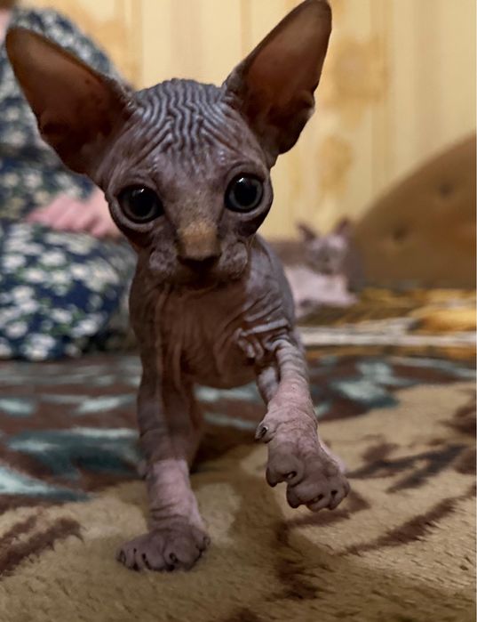 Котята канадский свингс